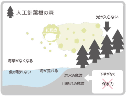 人工針葉樹の森
